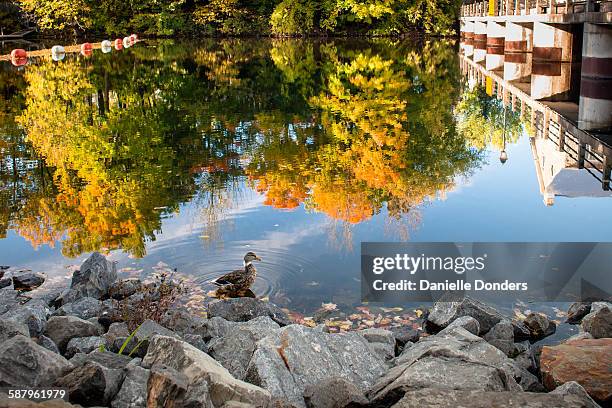 duck on rocks with autumn trees reflected on water - danielle donders stock pictures, royalty-free photos & images