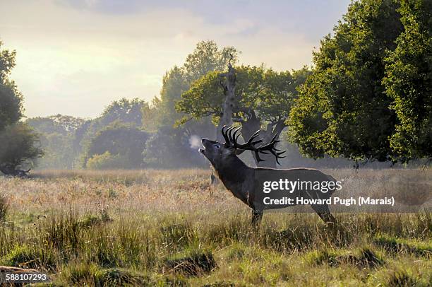 red deer rut season stags bellow - brunst stock-fotos und bilder