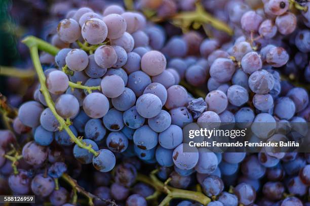 raceme of garnacha grapefruit - raceme stock pictures, royalty-free photos & images