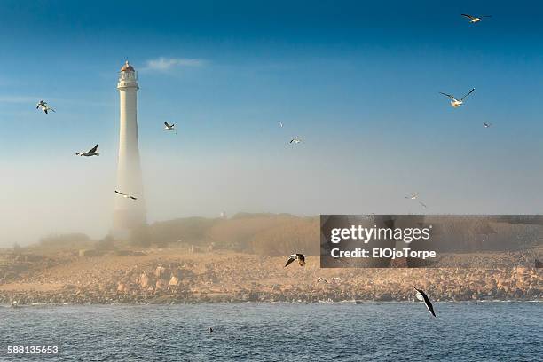 view of isla de lobos in the morning with fog - maldonado uruguay foto e immagini stock