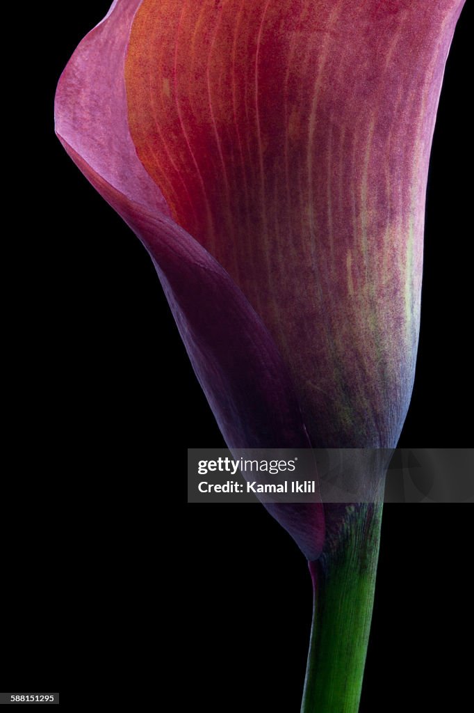 Beautiful calla lily