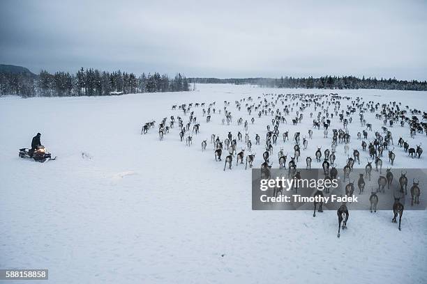 View from a helicopter, piloted by Trond Renå. The idyllic image of lone herders skiing after their reindeer is now only a memory. Indigenous Samis...