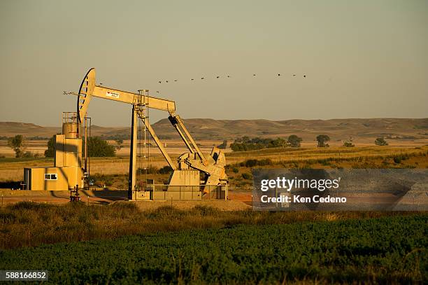 Birds fly beyond a pump jack near a field of alfalfa in Bainville, Montana Sept 10, 2013. Back in 2008 the North Dakota oil boom started its ongoing...