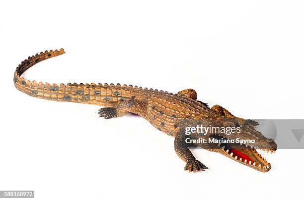 toy crocodile white background, studio shot - 動物のおもちゃ ストックフォトと画像