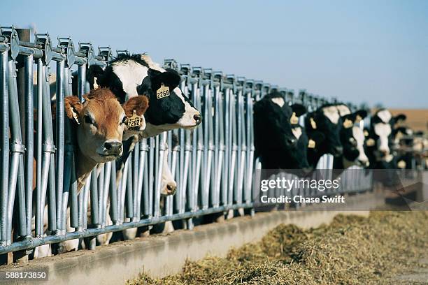 cows at commercial dairy operation - vintage dairy farm stock pictures, royalty-free photos & images