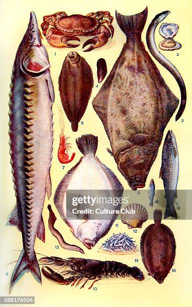 Mrs Beeton s cookery book - fish : Crab, Oyster, Eel, Mussel, Lemon sole, Halibut, Prawn, Sturgeon, Trout, Sprat, Brill, Scallop, Lamprey, Whitebait,...