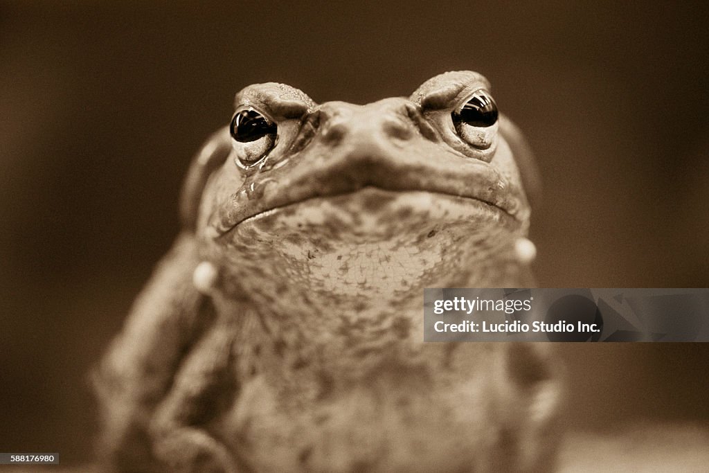 Colorado River Toad Staring Straight Ahead