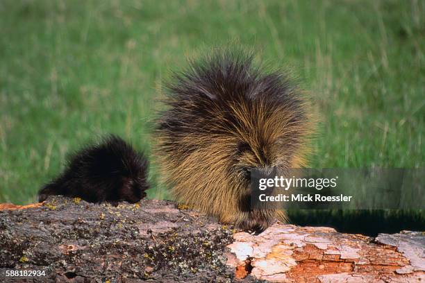 porcupine mother and baby eating tree bark - baby porcupines stockfoto's en -beelden