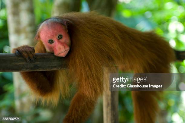 155 Red Faced Monkey Photos and Premium High Res Pictures - Getty Images