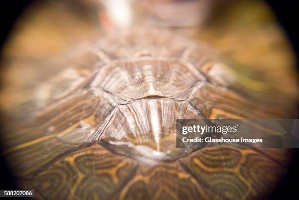 Macro Turtle Shell 111 Macro Turtle Stock Photos, High-Res Pictures, and Images - Getty Images