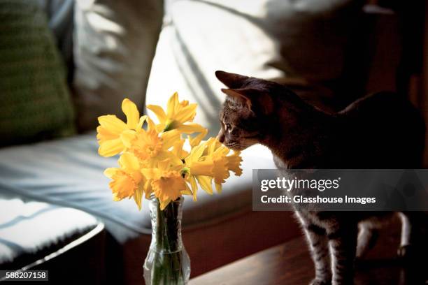cat sniffing daffodils in vase - daffodil imagens e fotografias de stock