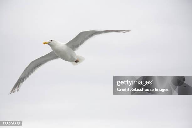 lone seagull flying - seagull stockfoto's en -beelden