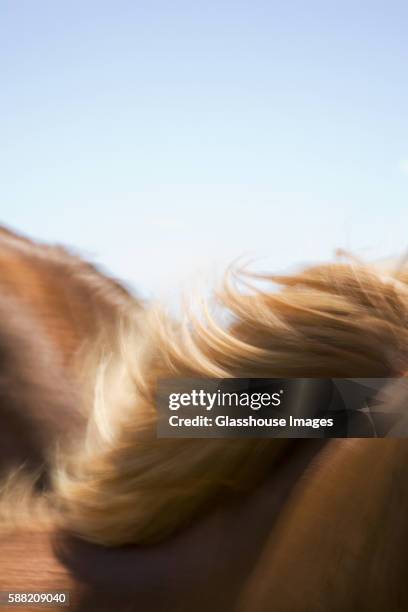 horse's mane blowing in wind, abstract - mane stock pictures, royalty-free photos & images