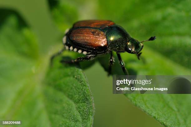 japanese beetle - scarab beetle stock pictures, royalty-free photos & images
