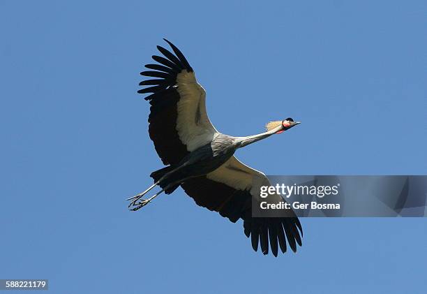 grey crowned crane - grulla coronada fotografías e imágenes de stock