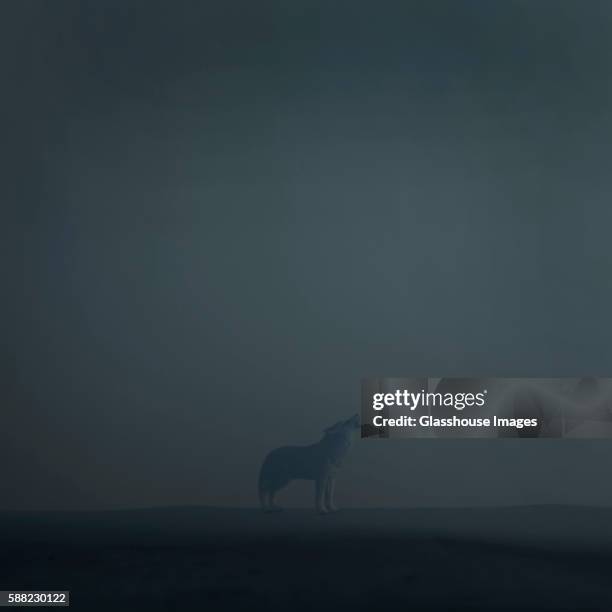 howling wolf in fog - howling stock pictures, royalty-free photos & images