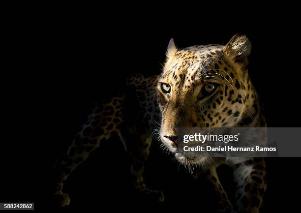 leopard with black background. panthera pardus - black panther face 個照片及圖片檔