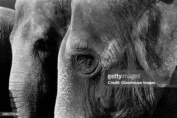 482 Elephant Hair Photos and Premium High Res Pictures - Getty Images