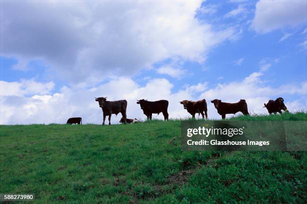 cows in a row - bull silhouette 個照片及圖片檔