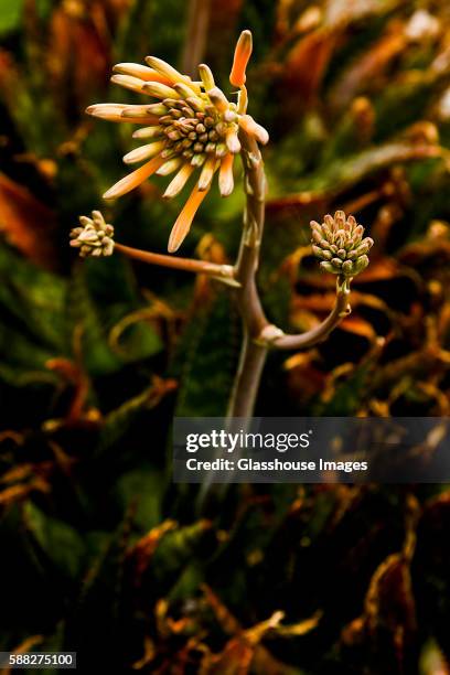 aloe saponaria, succulent plant - saponaria stock pictures, royalty-free photos & images