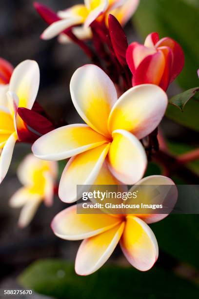 blooming plumeria - frangipane stock-fotos und bilder
