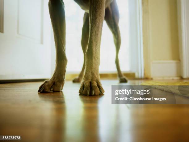 dog's legs - achterpoot stockfoto's en -beelden