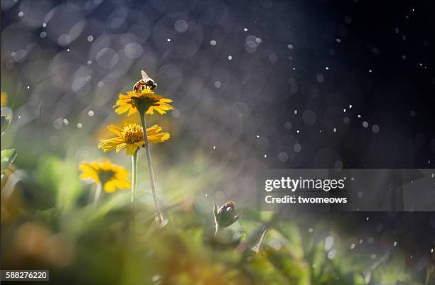 one honey bee stop on yellow meadow flower bed. dreamy effects. - rain flower stock-fotos und bilder