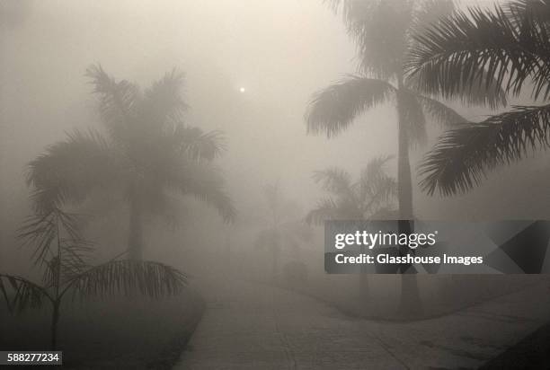 path of palms - humidity stock pictures, royalty-free photos & images