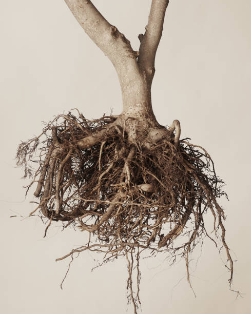 Rustic Roots Image 142,021 Root Photo Stock Photos, High-Res Pictures, and Images - Getty ...