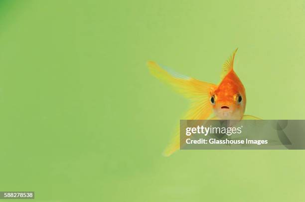 goldfish - pet goldfish stock pictures, royalty-free photos & images