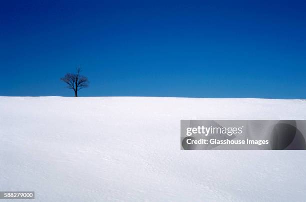 single tree without leaves in the snow - single tree branch stock pictures, royalty-free photos & images