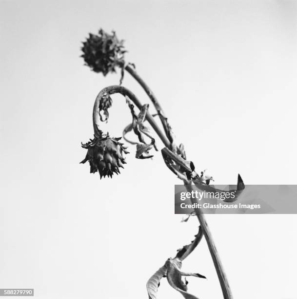 protea flower i - dead plant stock pictures, royalty-free photos & images