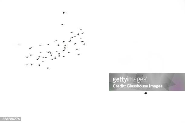 flock of birds on white background - vogelschwarm stock-fotos und bilder