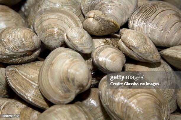 Close Clam Shell 107 Closed Clam Stock Photos, High-Res Pictures, and Images - Getty Images