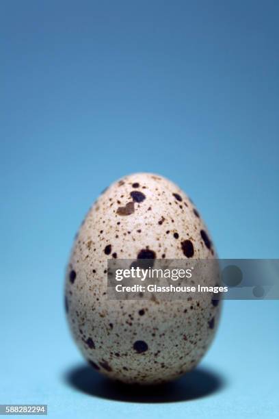 speckled quail egg on cyan - uovo di quaglia foto e immagini stock