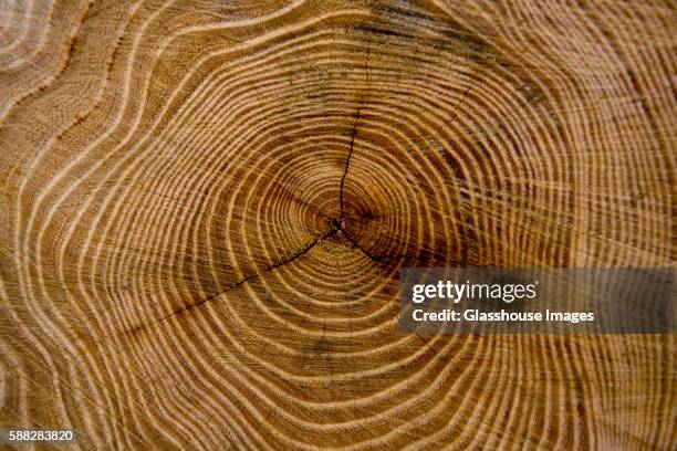 tree rings of a stump - groeiring stockfoto's en -beelden