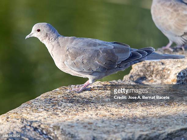 juvenile eurasian collared-dove (streptopelia decaocto) . spain - columbiformes stock-fotos und bilder