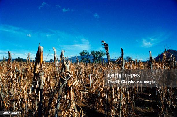 corn field - dead rotten stock pictures, royalty-free photos & images