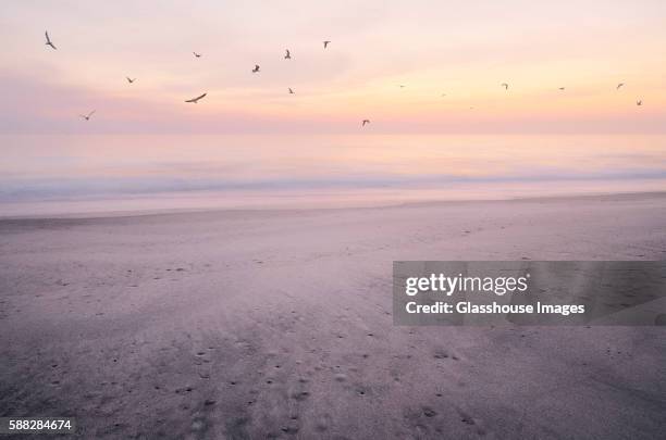 seagulls flying over beach at sunrise, vero beach, florida, usa - vero beach stockfoto's en -beelden