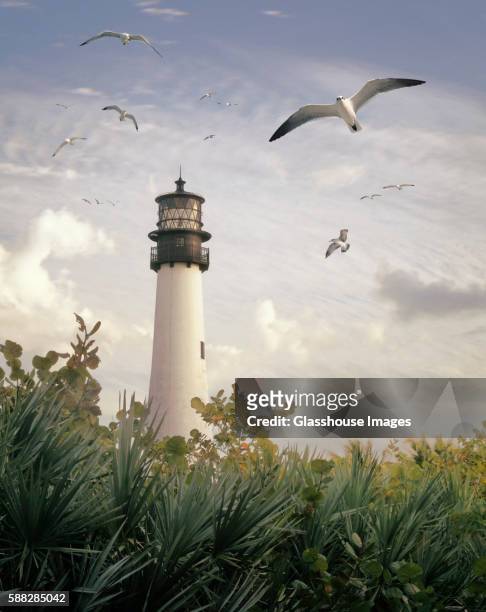 seagulls flying by lighthouse, florida, usa - miami building stock pictures, royalty-free photos & images