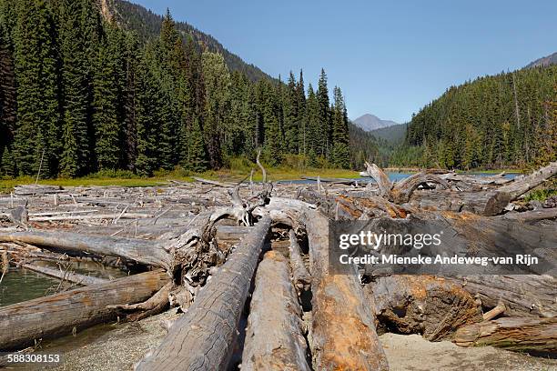 log jam at duffey lake, british columbia, canada - mieneke andeweg stock pictures, royalty-free photos & images