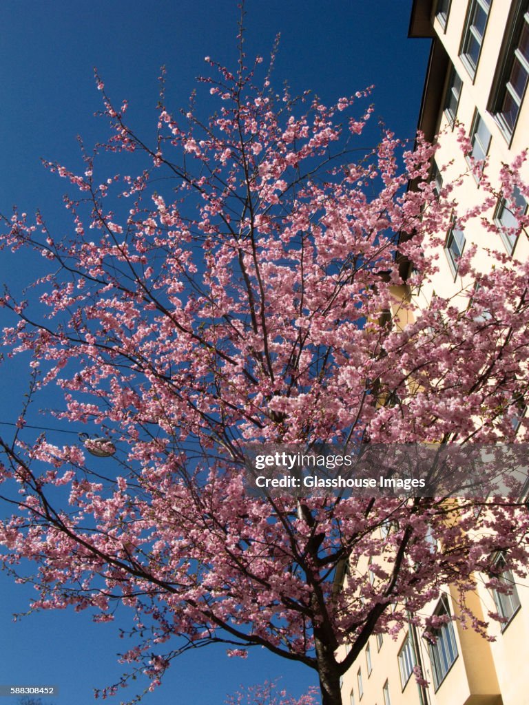 Cherry Tree With Pink Blossoms, Low Angle View