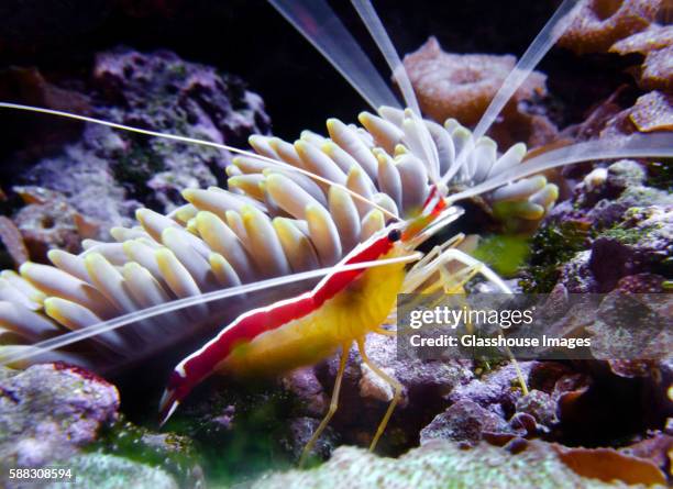 1,131 Small Shrimp Stock Photos, High-Res Pictures, and Images - Getty
