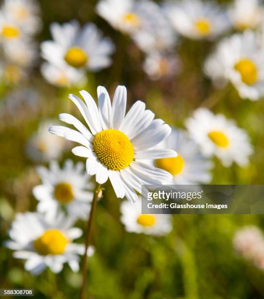 daisy in selective focus - ox eye daisy stock pictures, royalty-free photos & images