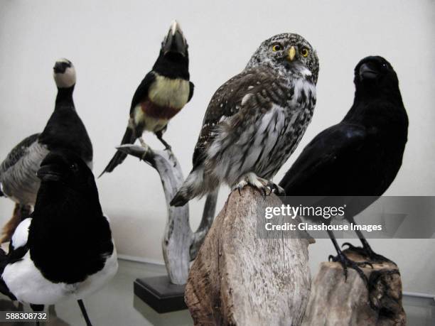 various stuffed birds - dead crow stock pictures, royalty-free photos & images