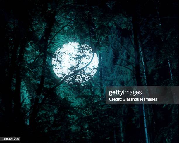 full moon illuminated through trees - ominous moon stock pictures, royalty-free photos & images