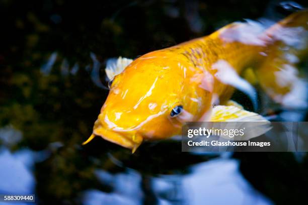 yellow carp - vatten fotografías e imágenes de stock