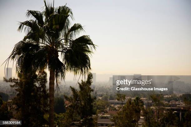 palm tree with skyline and smog in background, los, angeles, california, usa - la smog stock pictures, royalty-free photos & images