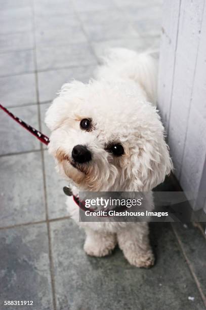 dog looking up - tying stock pictures, royalty-free photos & images