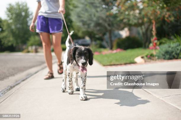 teenage girl walking dog - hondenuitlater stockfoto's en -beelden